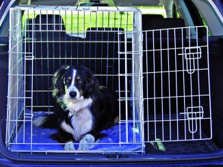 Jaulas para perros de transporte: Viaja con tu fiel compañero de forma segura y cómoda