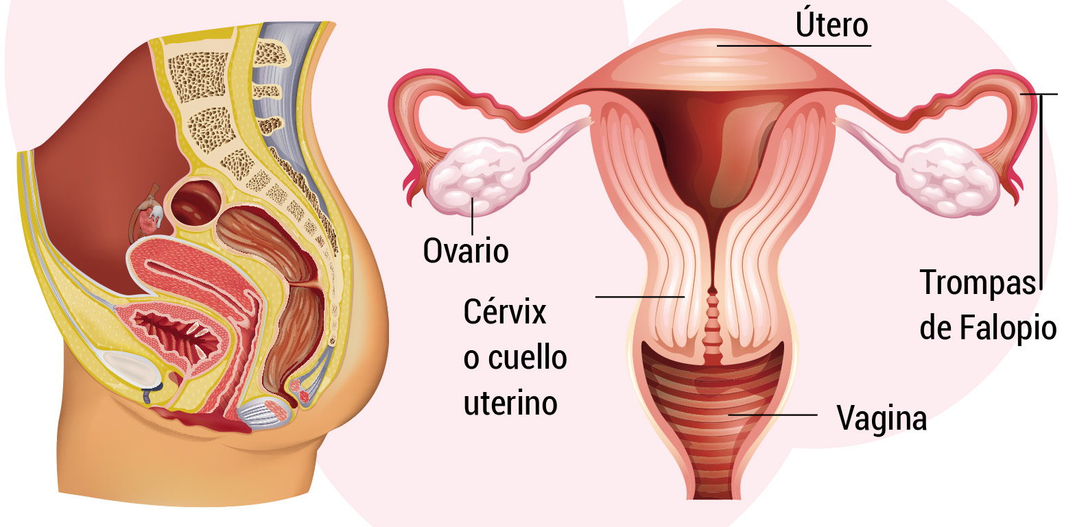 Partes externas del órgano sexual femenino