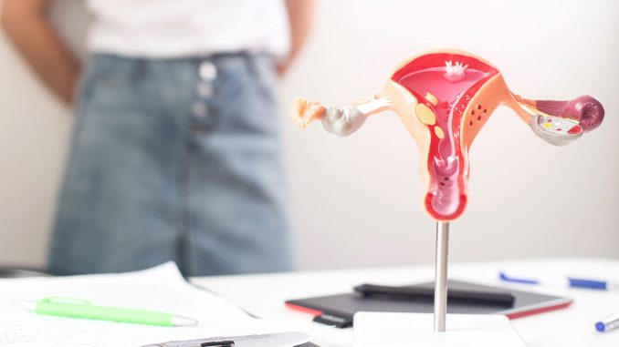 ¿Cuál es la función y anatomía del órgano sexual en la mujer?